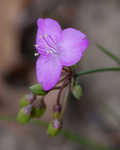 Grassleaf roseling